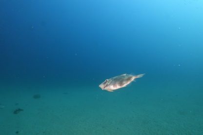 冬のダイビングで見ることができる深海魚マトウダイ